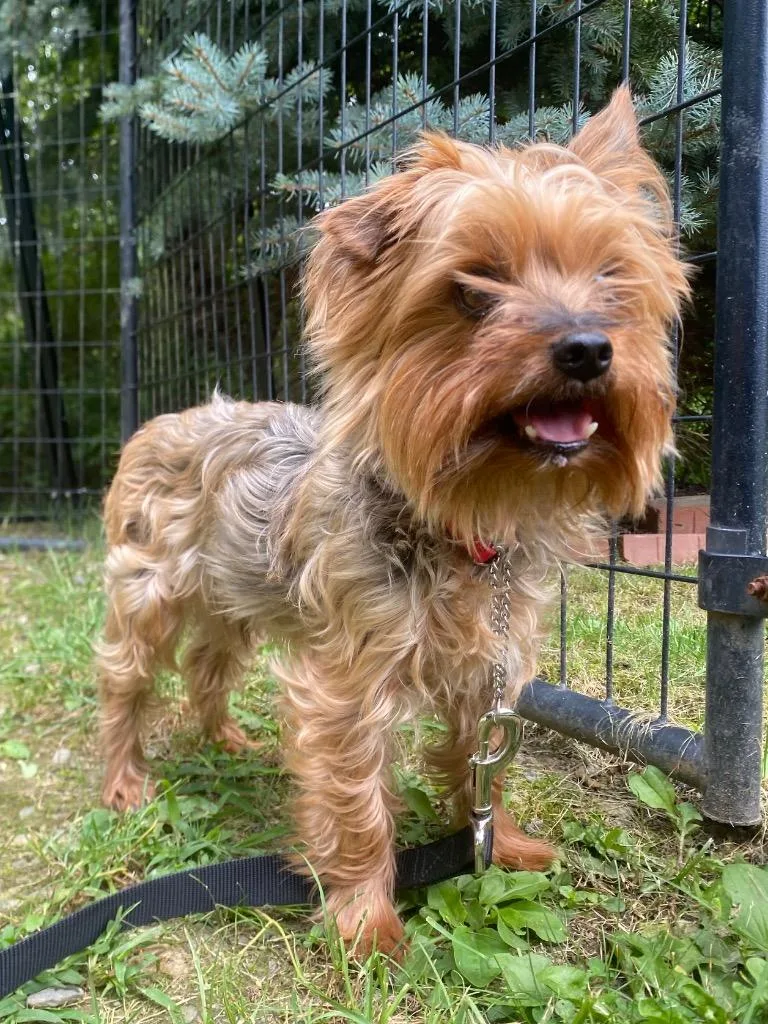 A senior small-sized male Yorkshire Terrier dog named Nigel for adoption in Fall River, MA