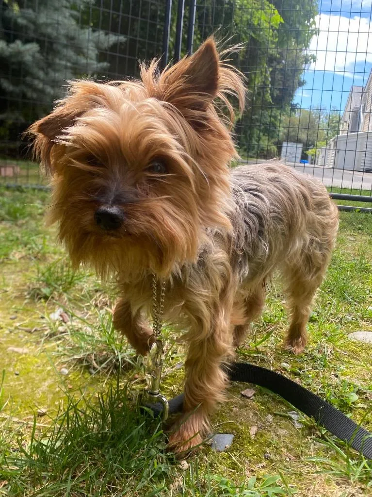 Nigel thumbnail 5