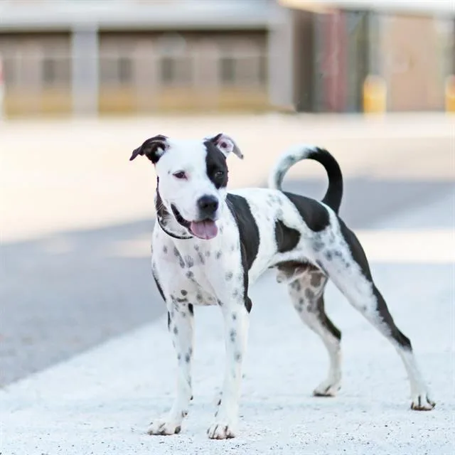 A young medium-sized male Pit Bull Terrier dog named Penta for adoption in Albuquerque, NM