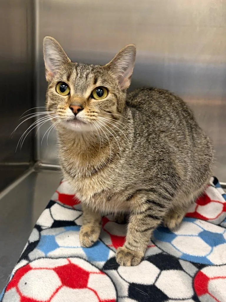 A young small-sized female Domestic Short Hair cat named Pippa for adoption in Frankfort, KY