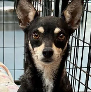 An adult small-sized female Chihuahua dog named Sprinkles for adoption in Largo, FL