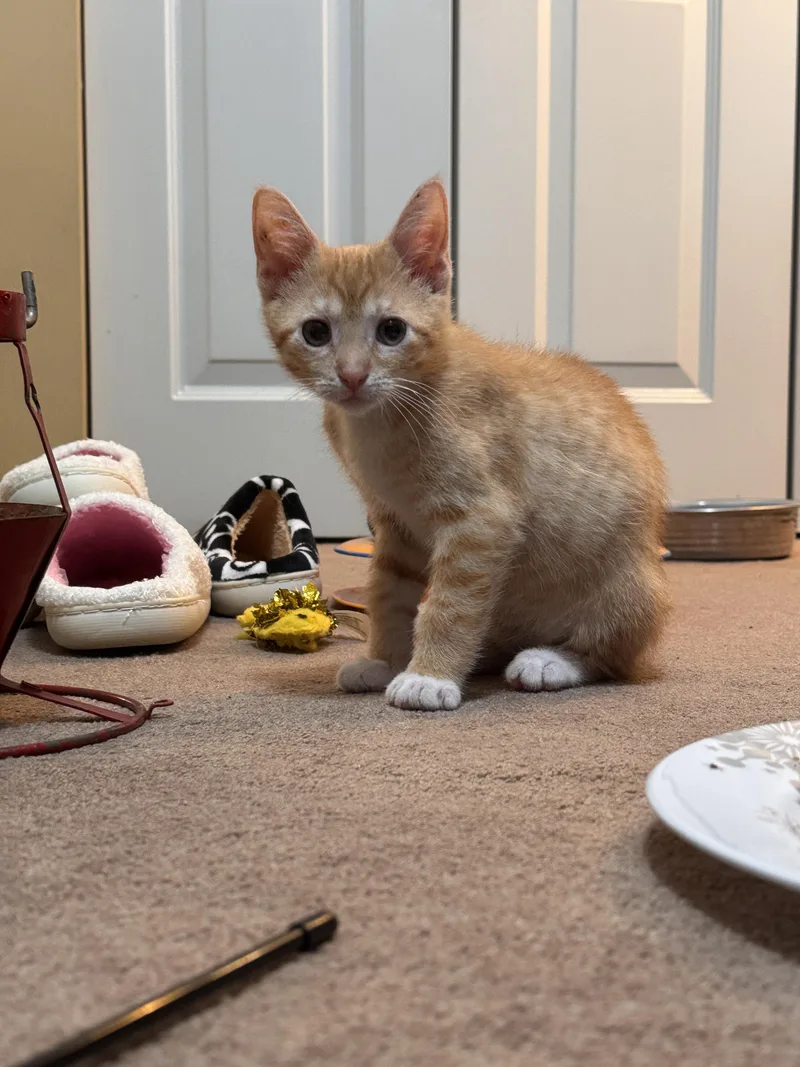 A baby small-sized male Domestic Short Hair cat named Juan for adoption in Bethel Park, PA