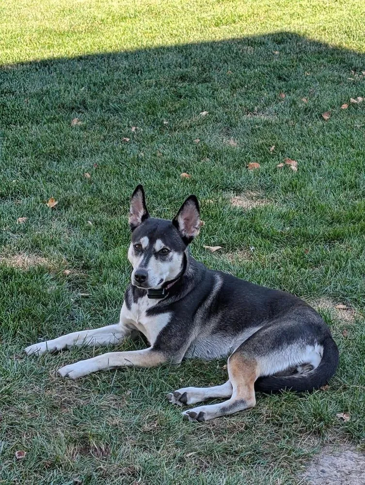 A young medium-sized female Tricolor (Brown, Black, & White) German Shepherd Dog named Alba II for adoption in Fredonia, WI