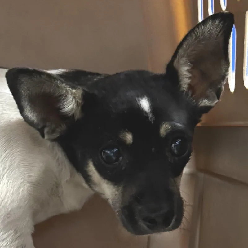 An adult small-sized male Mixed Breed dog named 112426 for adoption in Las Cruces, NM