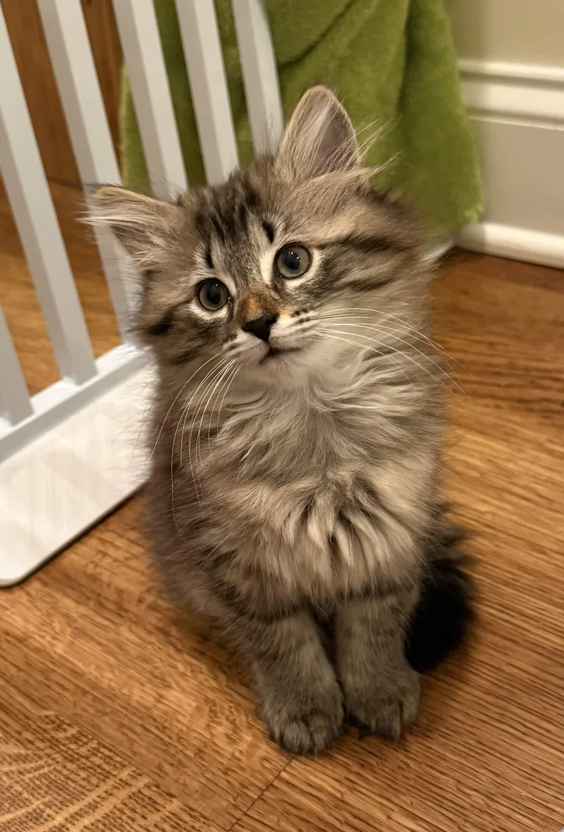 A baby large-sized male Tabby (Buff / Tan / Fawn) Domestic Long Hair cat named Bradley Coopurr for adoption in Collierville, TN