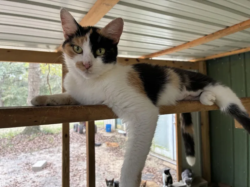 An adult medium-sized female Domestic Short Hair cat named Mystique for adoption in HARTFORD, AL