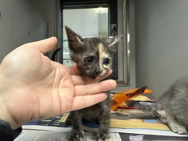 A baby small-sized female Domestic Short Hair cat named Benita for adoption in Garland, TX