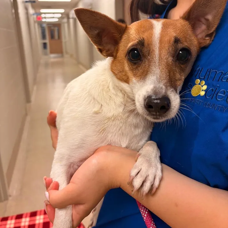 An adult small-sized female Jack Russell Terrier dog named Maisie for adoption in Bristol, IN