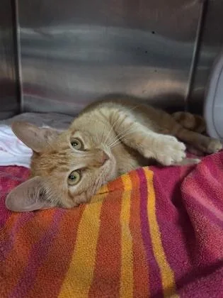 An adult small-sized male Domestic Short Hair cat named b Slither for adoption in North Charleston, SC