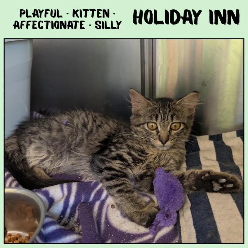 Holiday Inn thumbnail 4