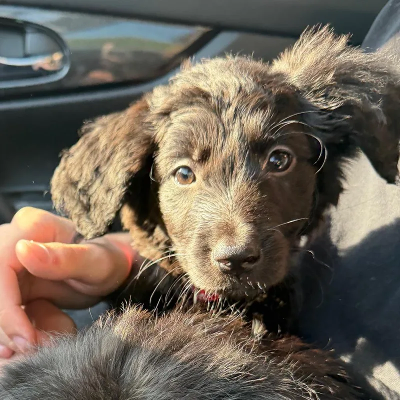 A baby small-sized female Black Poodle dog named Juniper C for adoption in Oklahoma City, OK