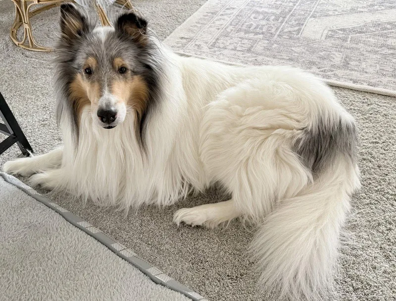 An adult large-sized male Collie dog named Yukom for adoption in Council Bluffs, IA