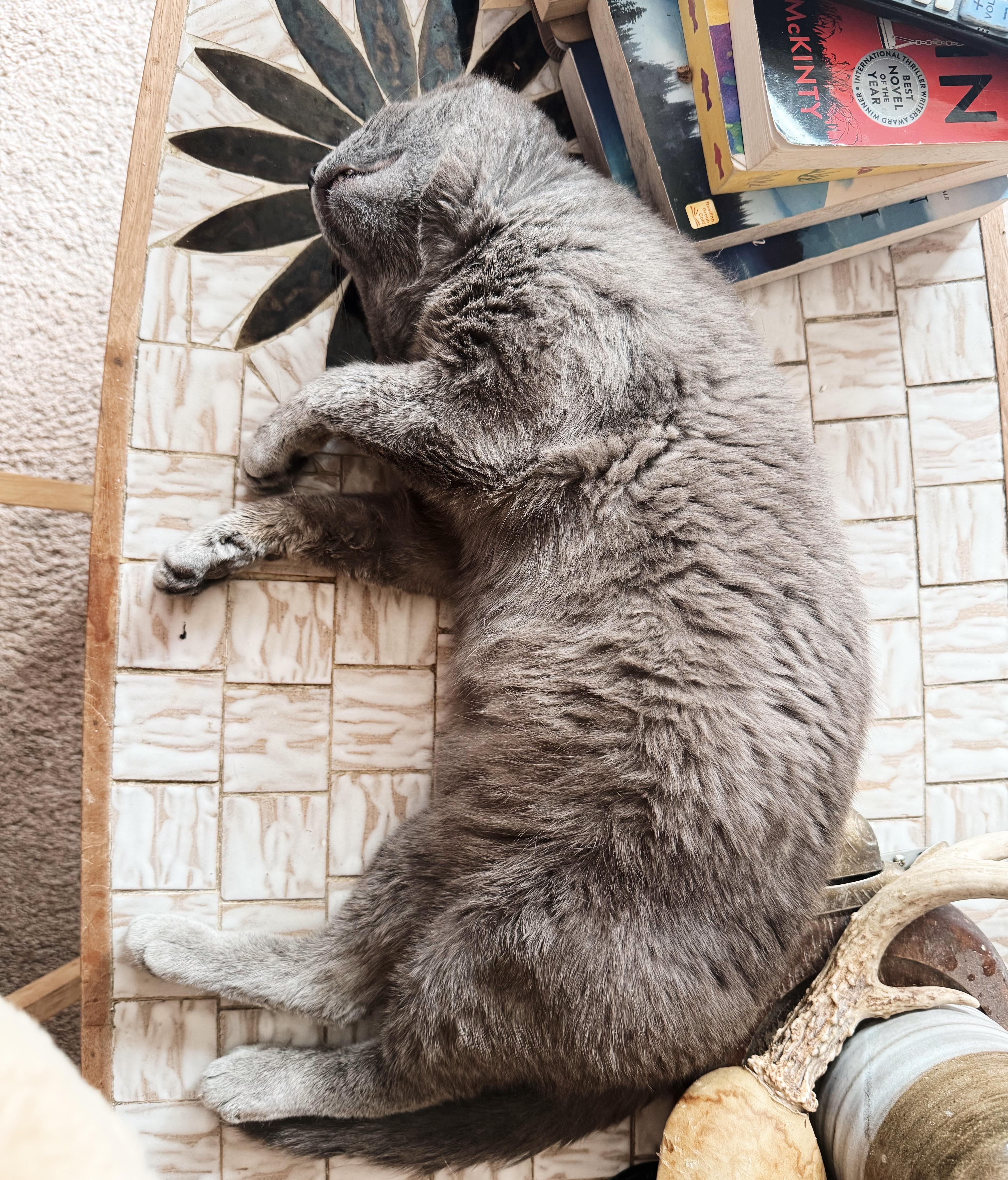A young large-sized male Gray / Blue / Silver Russian Blue cat named Chimney for adoption in Philadelphia, PA