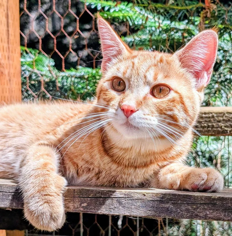 A young medium-sized male Orange / Red Tabby cat named Philip & Phineas Very for adoption in Newport, WA