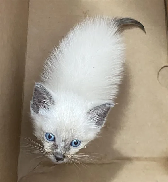 A baby medium-sized male Domestic Short Hair cat named Seal for adoption in Dallas, TX