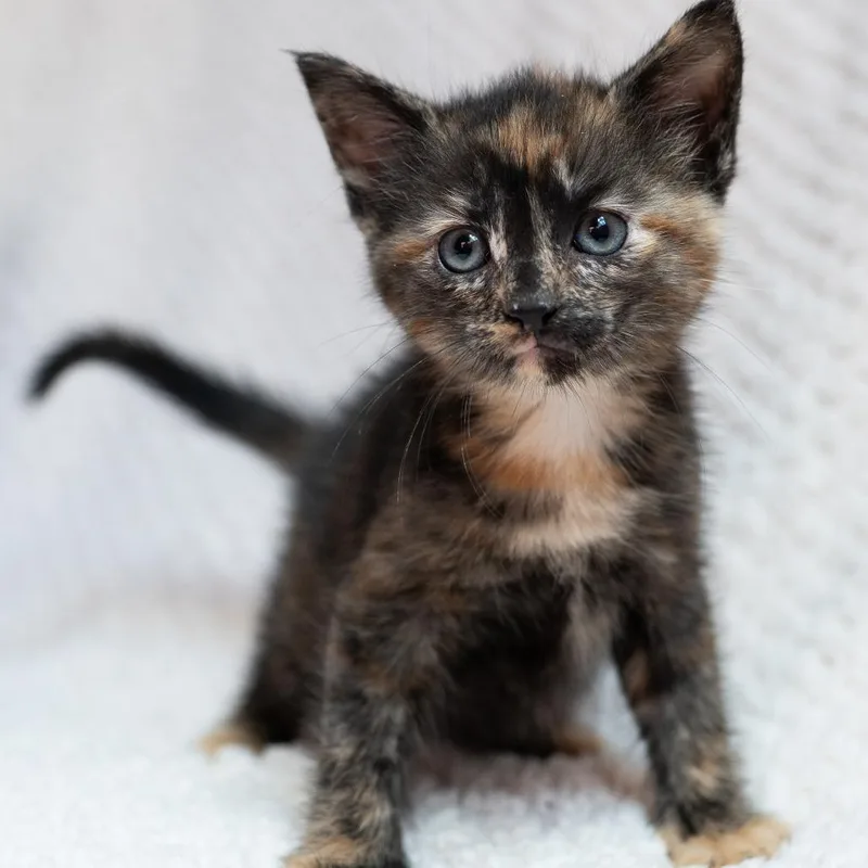 A baby small-sized female Domestic Short Hair cat named Peony for adoption in Fulton, MO