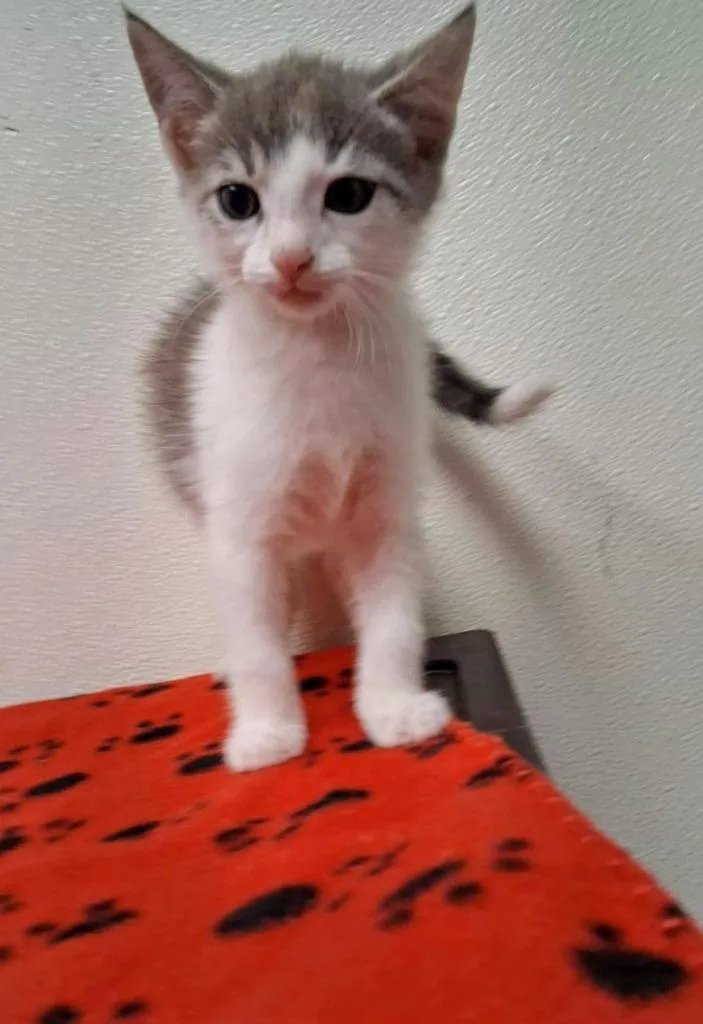 A baby small-sized female Domestic Short Hair cat named Vegas for adoption in North Vernon, IN