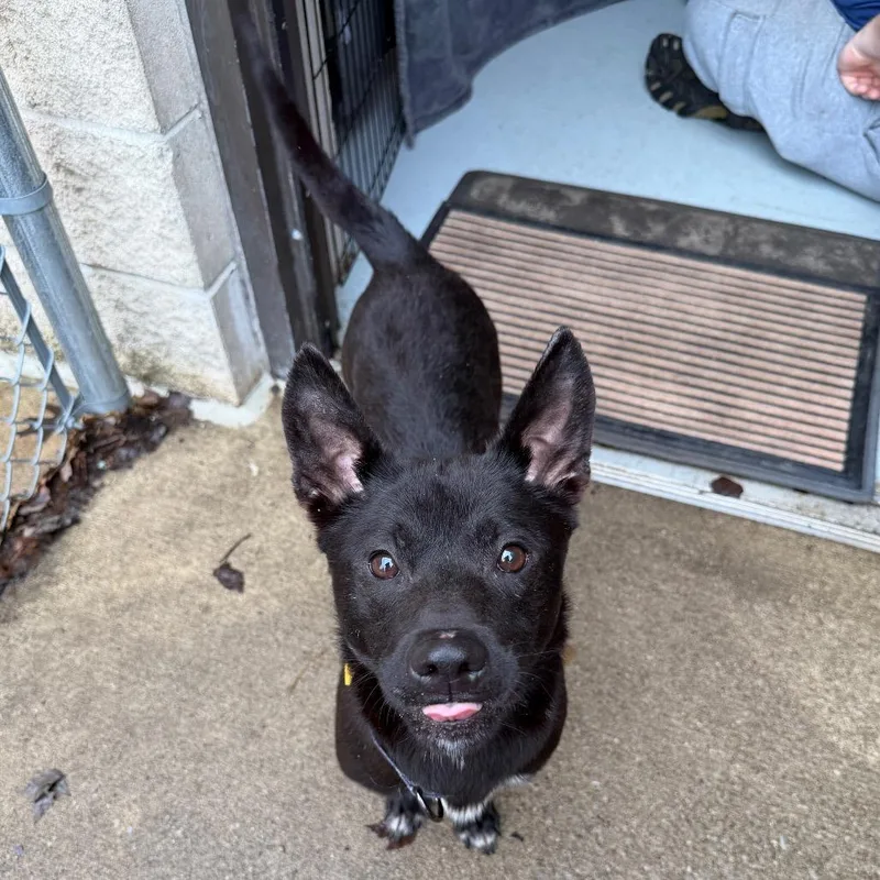 An adult medium-sized male Black Australian Kelpie dog named Mac for adoption in Middleburg Heights , OH