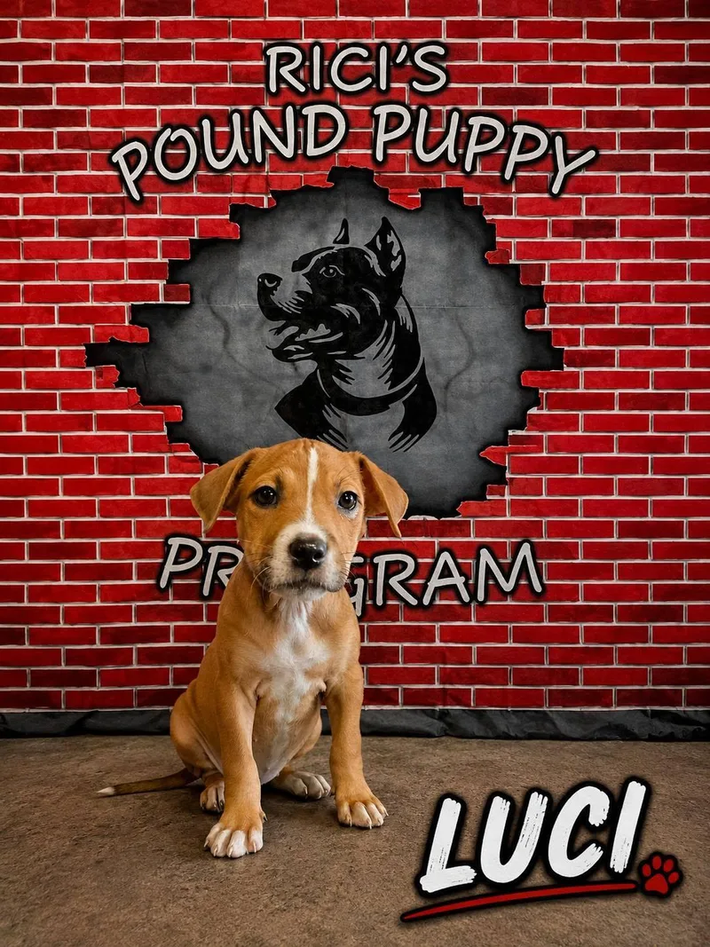 Luci