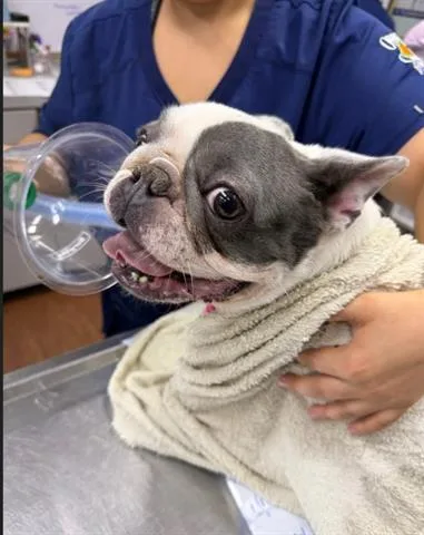 An adult small-sized female French Bulldog dog named Happy for adoption in Orlando, FL
