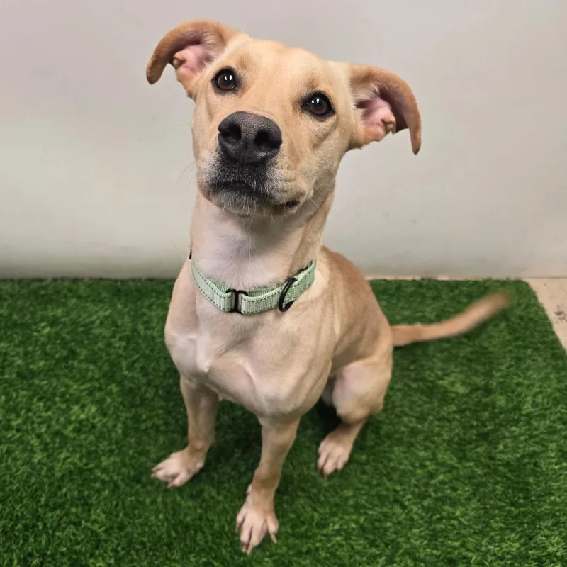 An adult medium-sized female Yellow / Tan / Blond / Fawn Mixed Breed dog named Sunshine for adoption in Columbia, MO