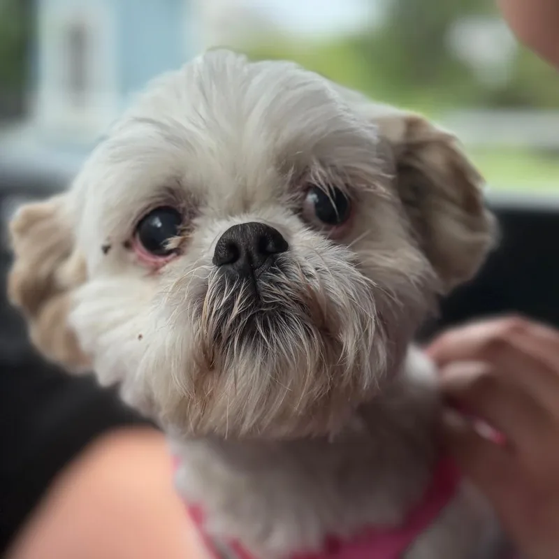 An adult small-sized female White / Cream Lhasa Apso dog named Molly for adoption in Greenfield, IN