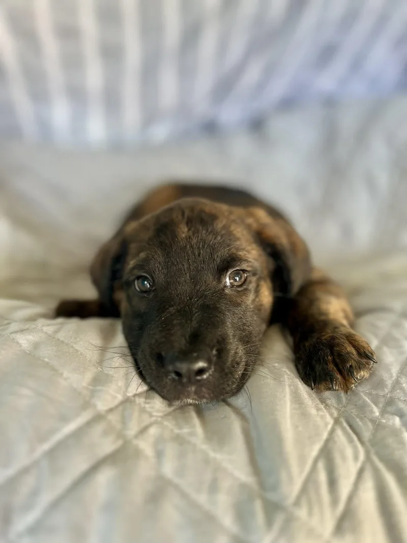 Zuri