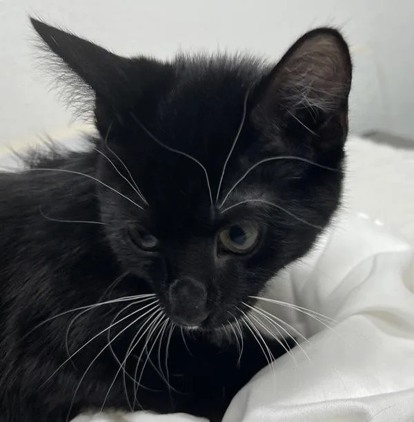 A baby small-sized female Domestic Short Hair cat named Minnie for adoption in Escondido, CA