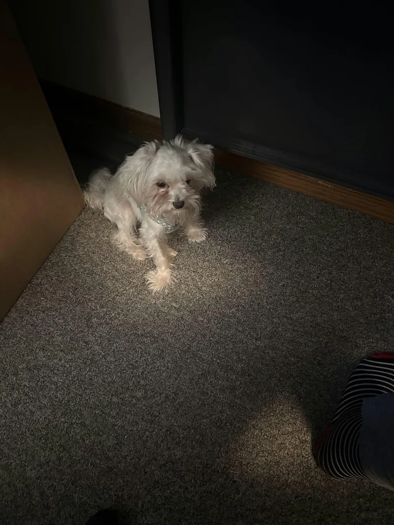 An adult small-sized female Maltese dog named Little Lady for adoption in Stover, MO