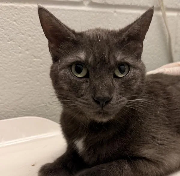 An adult medium-sized female Russian Blue cat named Velvet for adoption in Golden, CO