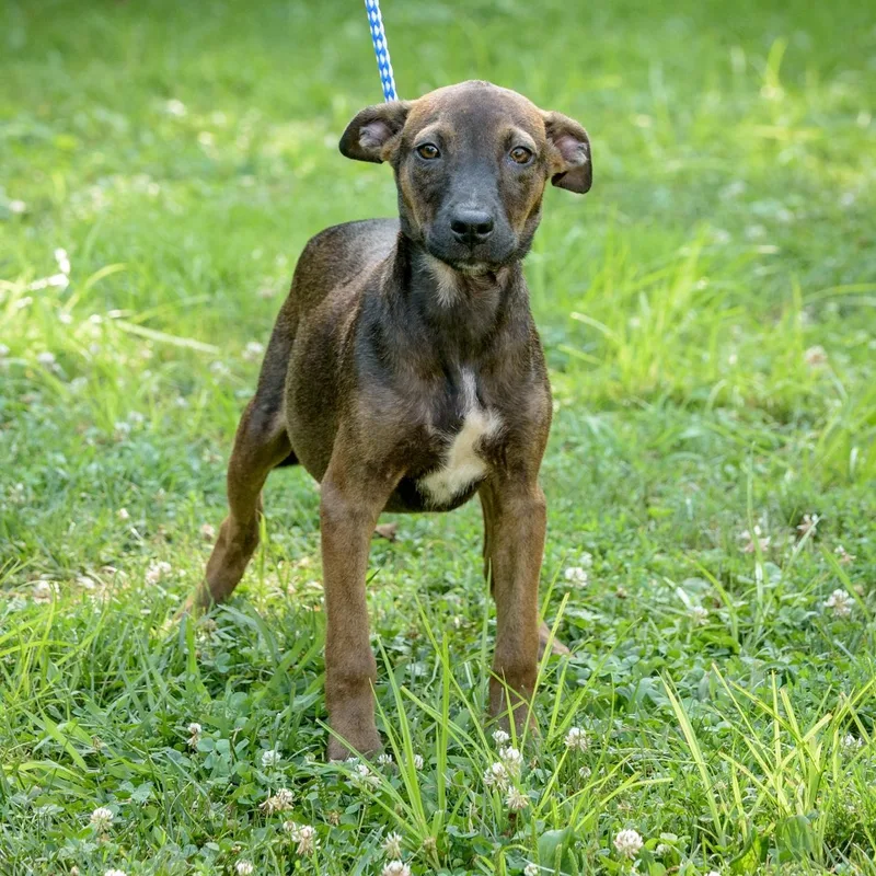 A young medium-sized female Brown / Chocolate Hound dog named Cherry for adoption in Lambertville, NJ