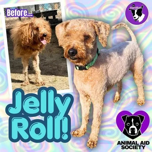 Jelly Roll