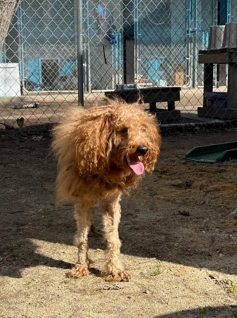 Jelly Roll thumbnail 2