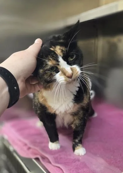 Esther thumbnail 3