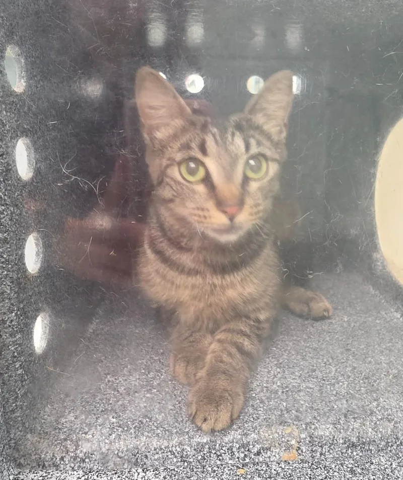 A young medium-sized female Domestic Short Hair cat named Starr for adoption in Athens, TN