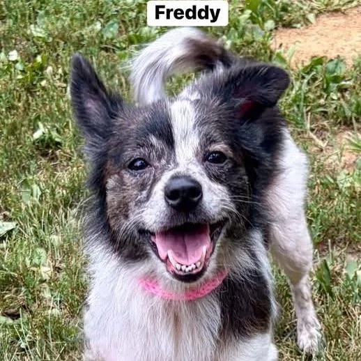 A senior small-sized female White / Cream Papillon dog named Freddy for adoption in Pekin, IL