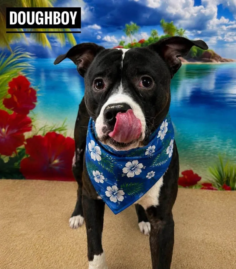 An adult large-sized male Black Mixed Breed dog named Doughboy for adoption in Flint, MI
