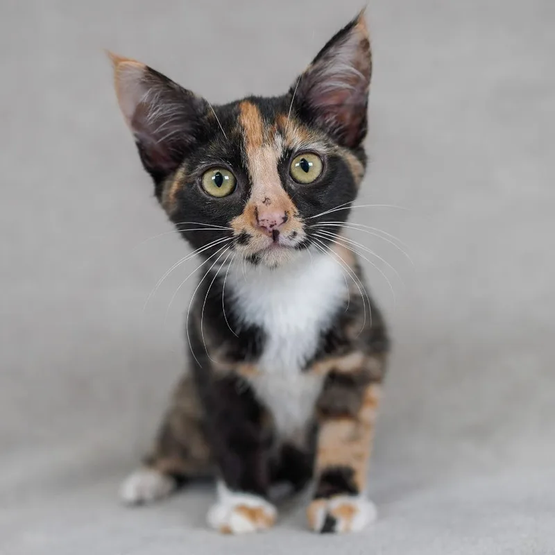 A baby small-sized female Tortoiseshell Domestic Short Hair cat named Swoosh for adoption in Sunnyvale, CA