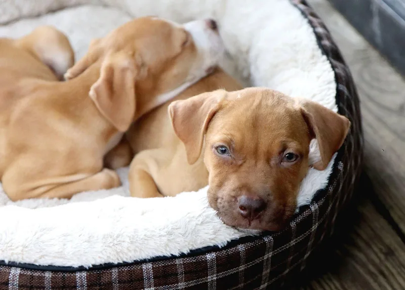 A baby medium-sized male Labrador Retriever dog named Zion for adoption in Kansas City, MO