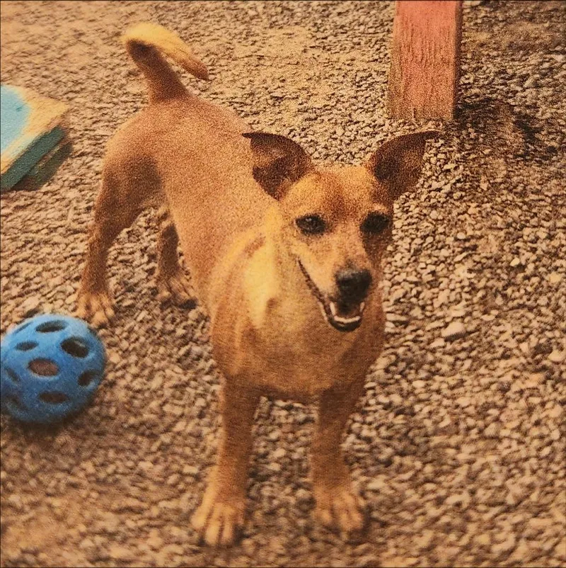 An adult small-sized female Chihuahua dog named Goldie for adoption in Thompson Falls, MT