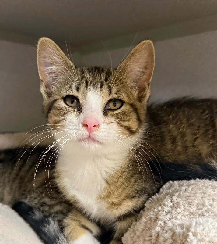 A young small-sized male Tabby (Brown / Chocolate) Domestic Short Hair cat named Claw Enforcer for adoption in Osseo, MI