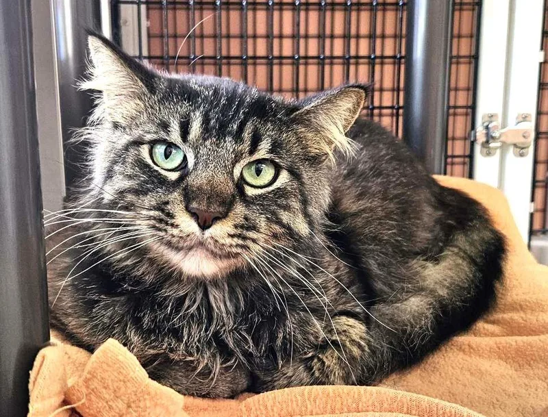 An adult medium-sized male Domestic Short Hair cat named Mochi for adoption in Seal Beach, CA