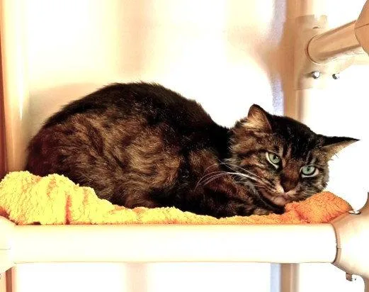Mochi thumbnail 2
