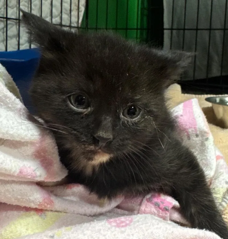 A baby medium-sized female Domestic Short Hair cat named Spearmint for adoption in Olean, NY