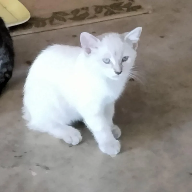 A baby small-sized female Cream / Ivory Siamese cat named Surely You Can't for adoption in Boerne, TX