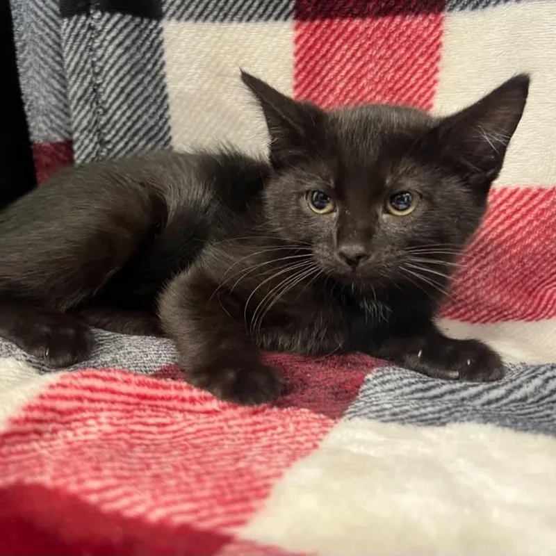 A baby small-sized female Black Domestic Short Hair cat named Cricket for adoption in Antioch, CA