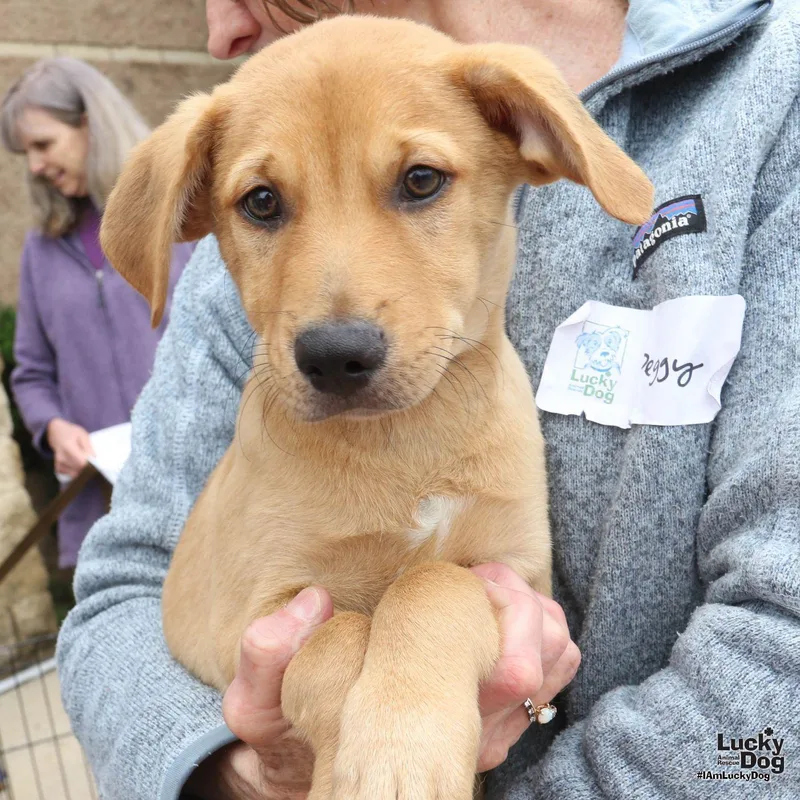 A baby large-sized male Spaniel dog named Chip for adoption in Washington, DC