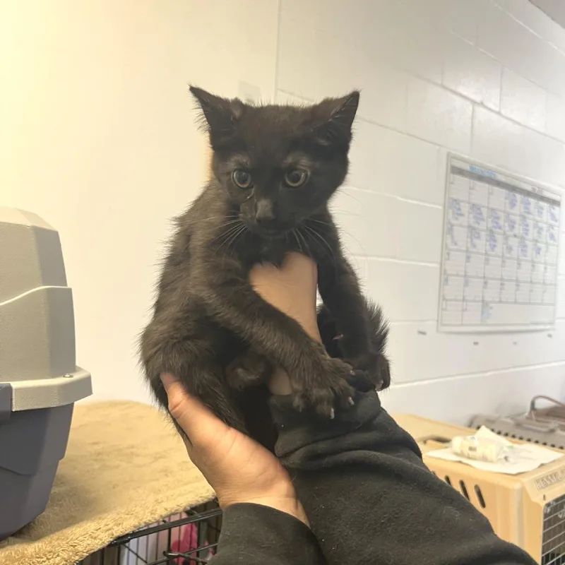 A baby small-sized female Black Domestic Short Hair cat named Chapel for adoption in Albert Lea, MN