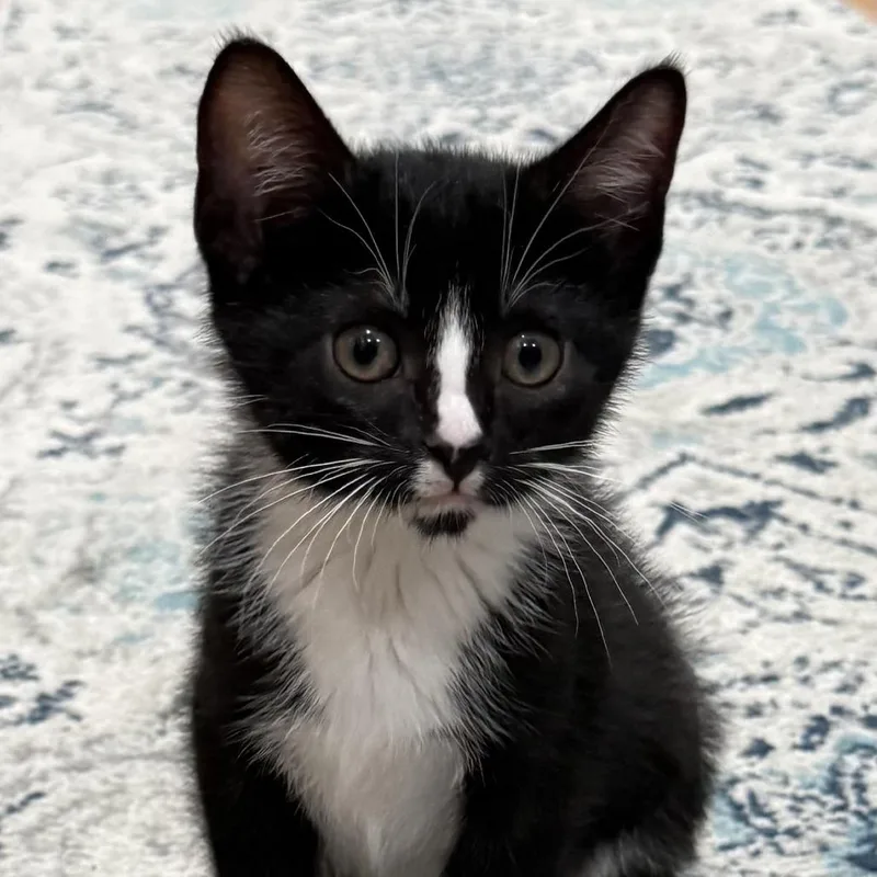 A baby small-sized male Domestic Short Hair cat named Io for adoption in Cumming, GA
