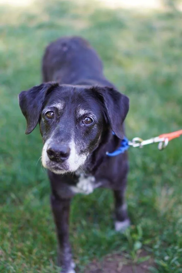 A senior medium-sized female Labrador Retriever dog named Daisy for adoption in Vancouver, WA